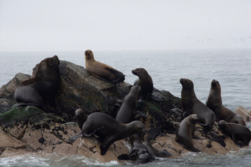 Canvas Print - Views of wildlife in the Ballestas Islands, near Paracas Peru