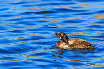 Sticker - Duck preening itself in the water