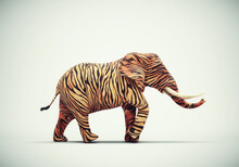 Elephant With Tiger Skin On Studio Background.