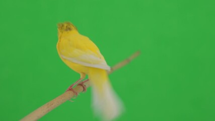 Canvas Print - canary bird moves along a branch, on a green screen