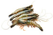 Black tiger shrimps isolated