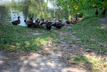 Many Ducks Are Standing On The River Bank And The Background Behind It Is Blurred