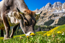 Cow Grazing In An Alpine Meadow In Swiss Alps, Urigen, Switzerland