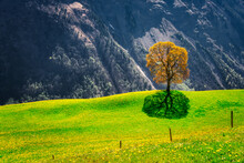 Lone Tree In A Dandelion Meadow, Swiss Alps, Urigen, Switzerland