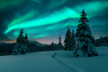 Aurora Borealis. Northern Lights In Winter Forest. Sky With Polar Lights And Stars. Night Winter Landscape With Aurora And Pine Tree Forest. Travel Concept