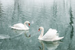 Couple of white swans swim in the winter lake water. Snow falling. Animal photography