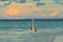 Two Blue Herons Standing In Shallow Water Of Indian Ocean, Maldives