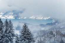 Winter Fog Over Snow Covered Pine Forest And Lake Brienz, Switzerland