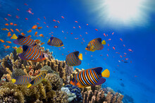 Sea Or Ocean Underwater Coral Reef Snorkeling Background