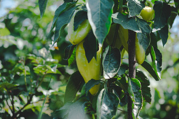 Organic vegetables plantation. Green peppers growing in the garden. Horticulture in cultivation greenhouse farm. Cultivation of paprika in farm field