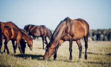 Horses Grazing In The Field. Rural Landscape.