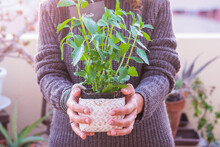 Close Up Of Woman Hands Holding Boilogical Home Grown Mint Herbs Plant. Concept Of Healthy Lifestyle And Nature