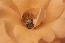 A Bee Pollinates A Yellow Rose Flower. The Process Of Pollination Of A Flowering Plant. Close-up View, Top View. Delicate Floral Background.