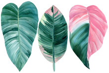 Set Of Tropical Pink And Green Leaves, Isolated White Background, Watercolor Painting, Ficus Leaf
