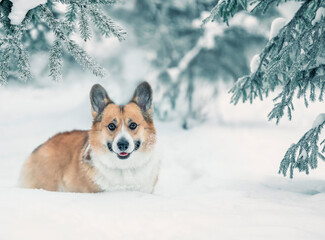 Sticker - funny puppy of a corgi dog walks in snowdrifts in the winter park