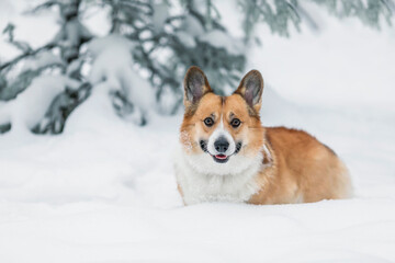 Sticker - funny puppy of a corgi dog walks in snowdrifts in the winter park