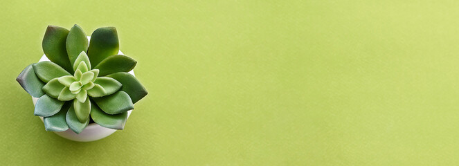 Green background with a plant in a white pot . Copy space. Panorama.