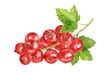 Red currant watercolor illustration isolated on white background.