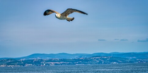 Wall Mural - Seagull in flight