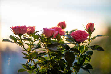 Wall Mural - pink roses in the garden