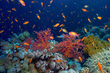 Tropical Fish Swimming In Reefs In Blue Sea