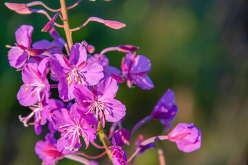 Wall Mural - pink and purple flower