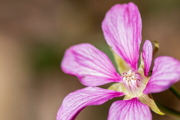 Wall Mural - close up of a pink flower