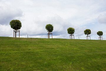 row of five manicured Tilia trees in line on a green grass lawn hill of the Garden of Venus with a blue sky and white grey clouds background. Marly Palace valley. Peterhof, Saint Petersburg, Russia