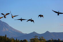 Goose In New Zealand