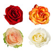 Four different rose's  bloom isolated on white background with clipping path