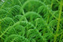 Green Background Of Young Fern Leaves