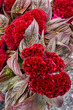 Vertical image of the crinkled red flowerhead of 'Dracula' crested cockscomb (Celosia argentea var. cristata)