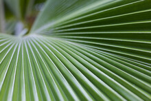 Palm Leaf Texture. Palm Leaf Closeup. Striped Leaf. Selective Focus.