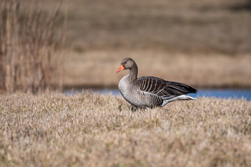 Wall Mural - goose on the beach