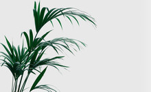 Planta Kentia De Color Verde Intenso . La Textura De Las Hojas Tropicales Sobre Fondo Blanco O Pared Blanca. Ambiente Relajante Y Armonioso.