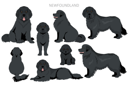 Newfoundland clipart. Different poses, coat colors set