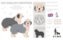 Old English Sheepdog Clipart. Different Poses, Coat Colors Set
