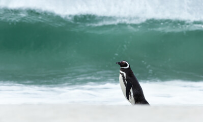 Wall Mural - Magellanic penguin standing on a sandy beach against large waves