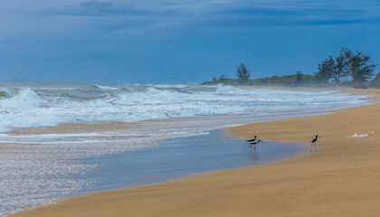 Kekaha Beach on Kauai Island, Hawaii, just before sunset. Three tiny Hawaiian stilts (Himantopus mexicanus knudseni) walking in the water