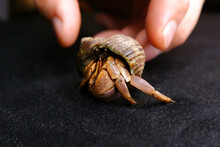 Hermit Crab Hid To The Shell Hand Wants To Take The Crab With Fingers Black Background