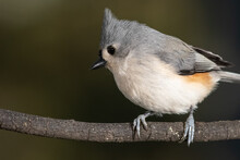 Tufted Titmouse Perched Delicately On A Slender Branch