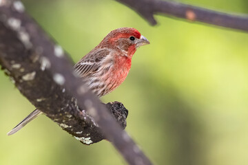 Poster - Curious Little House Finch Perched in a Tree