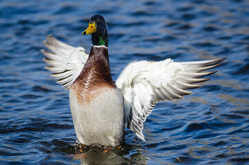 Canvas Print - Mallard Duck Stretching Its Wings While Resting on the Water