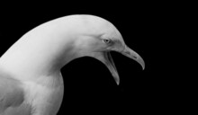Angry Seagull Open Beak On The Black Background