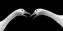 Two Cute Goose Closeup Face On The Black Background