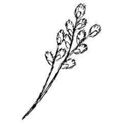 Wall Mural - Flowering stalk of the willow with catkins. Hand-drawn black and white vector sketch isolated on transparent background