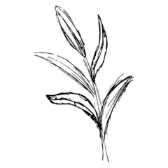 Wall Mural - Plant stem with leaves. Hand-drawn black and white vector sketch isolated on transparent background