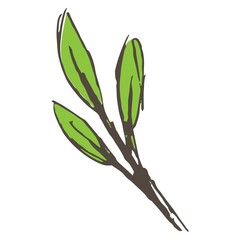 Wall Mural - Tree stem with leaves. Hand-drawn color vector illustration isolated on transparent background