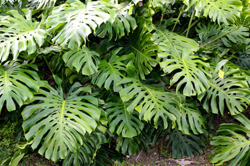 Wall Mural - Monstera