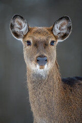 Fototapete - Portrait female deer in the winter forest. Animal in natural habitat